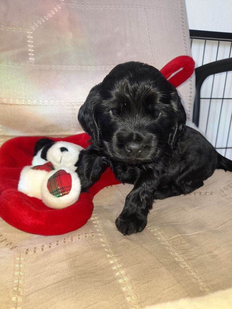 Moya Cimya - Chiot disponible  - Cocker Spaniel Anglais