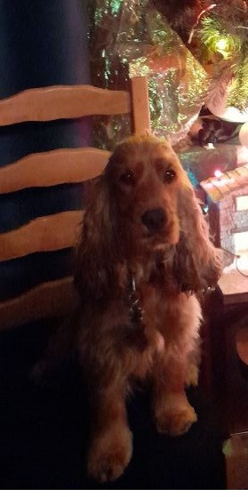 V'woody du domaine de sainte gladyce