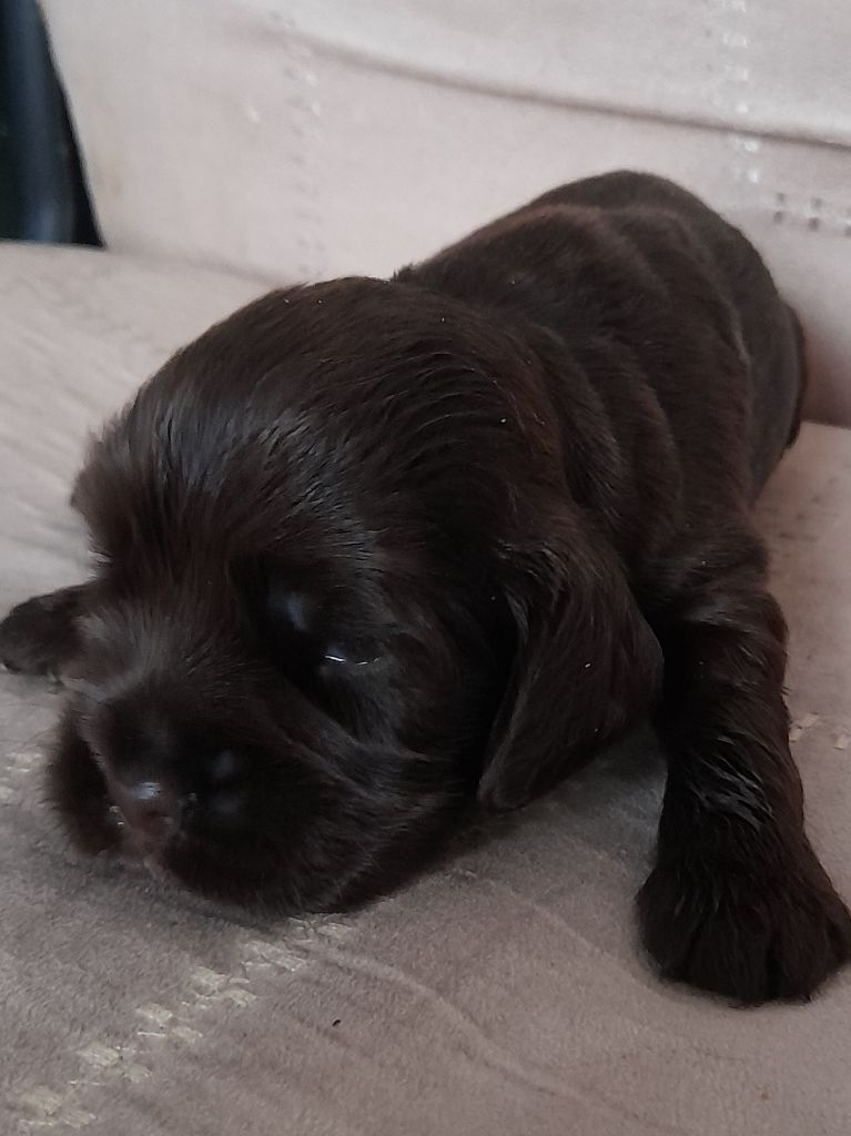 Moya Cimya - Chiots disponibles - Cocker Spaniel Anglais