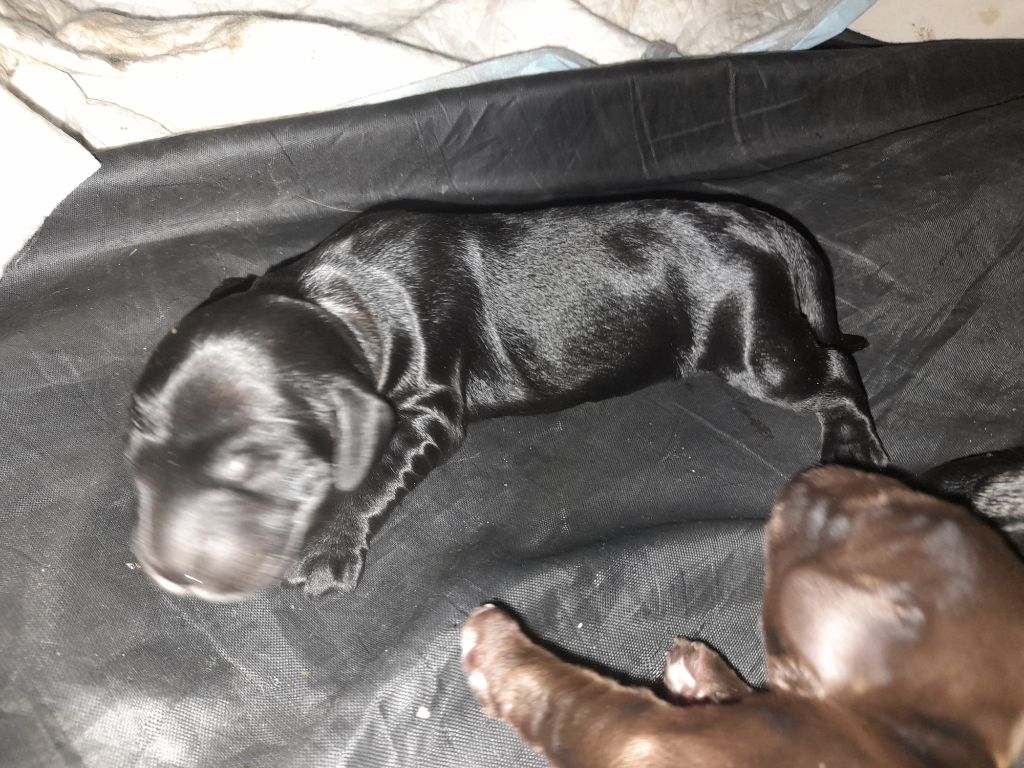 Moya Cimya - Chiots disponibles - Cocker Spaniel Anglais