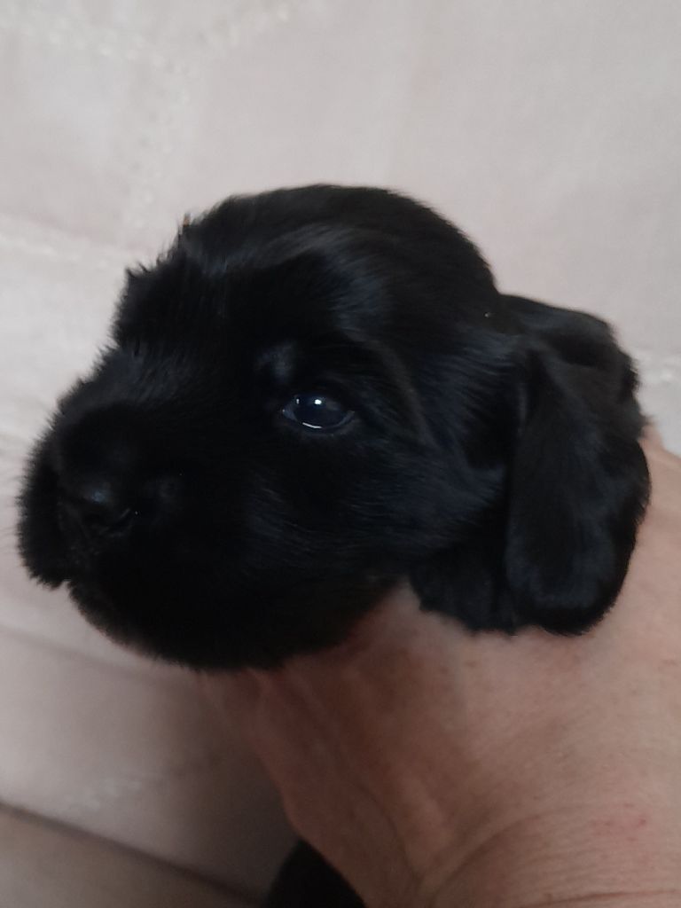 Moya Cimya - Chiots disponibles - Cocker Spaniel Anglais