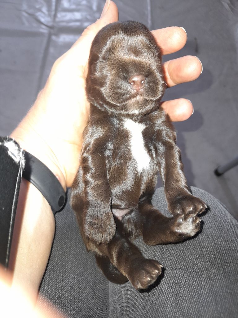 Moya Cimya - Chiots disponibles - Cocker Spaniel Anglais
