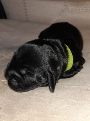 BALOU