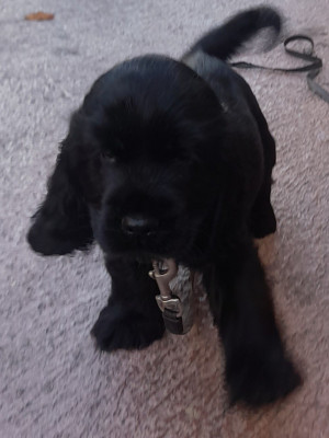BELLA