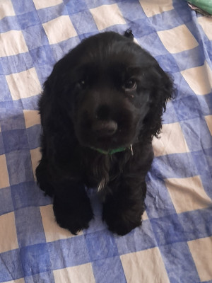 BALOU