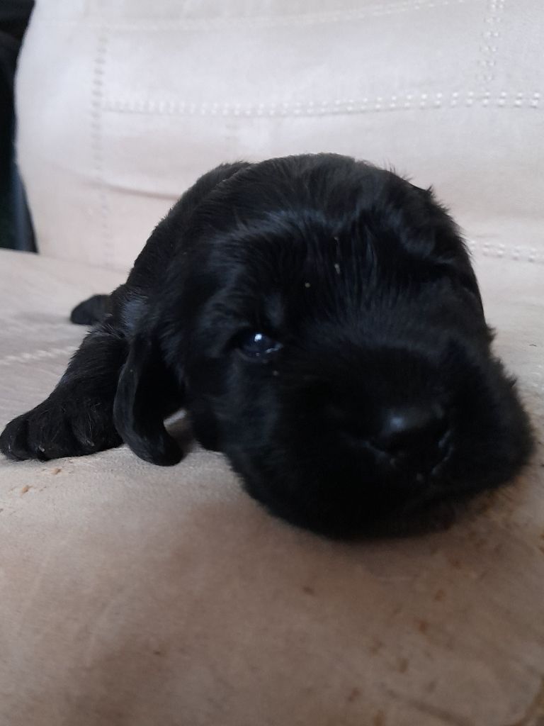 Moya Cimya - Chiots disponibles - Cocker Spaniel Anglais