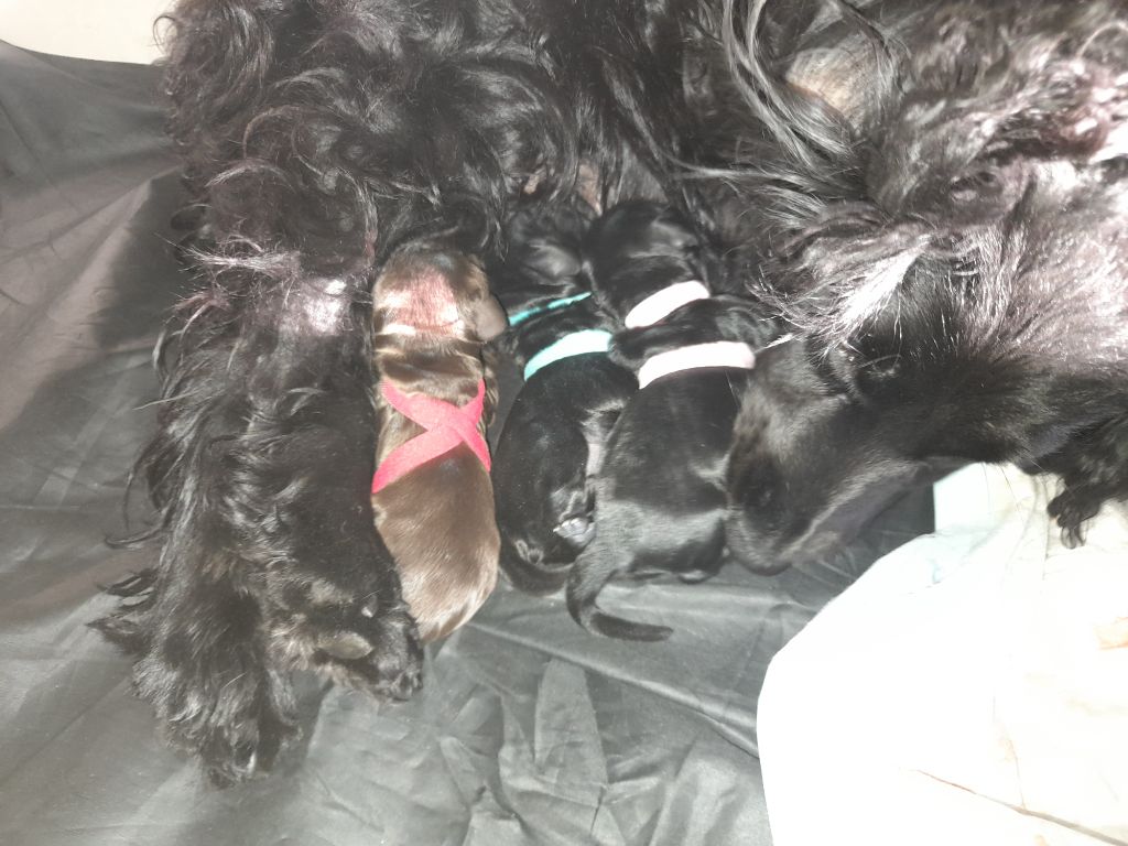 Chiot Cocker Spaniel Anglais Moya Cimya